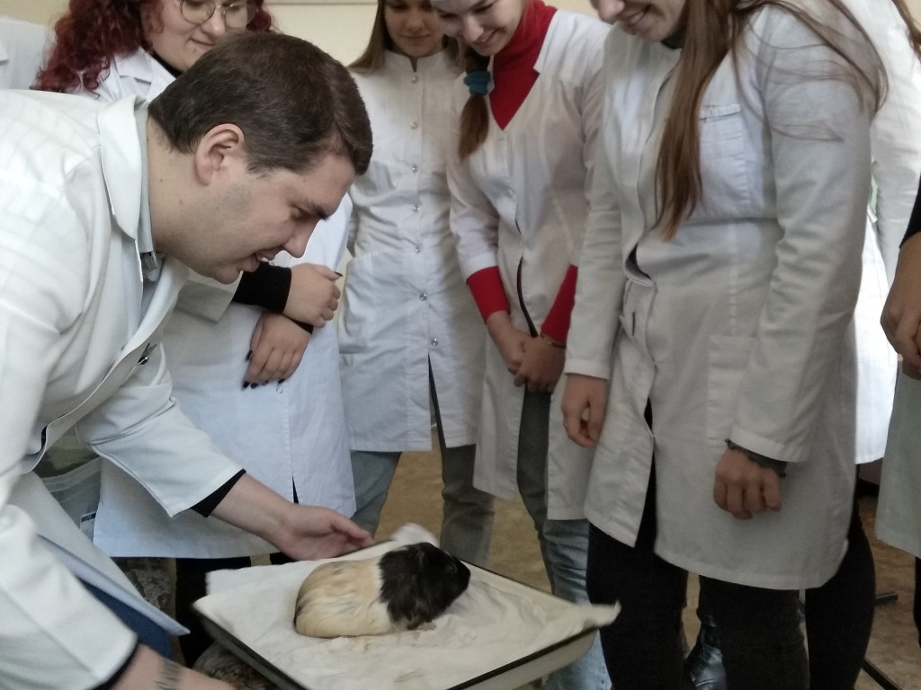 Дослідження статичних та стато-кінетичних рефлексів гвінейської морської свинки.